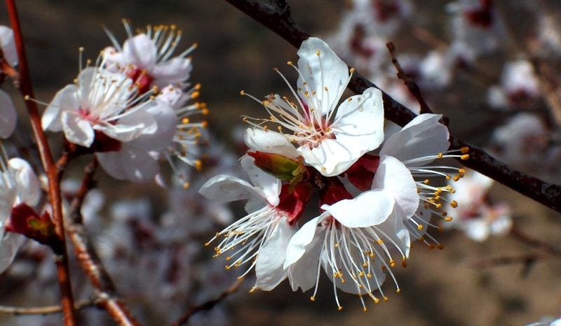 Flowering of plum in mountains Zailiiskyi of Ala-Tau. Vicinities of natural boundary Koklai-Sai.